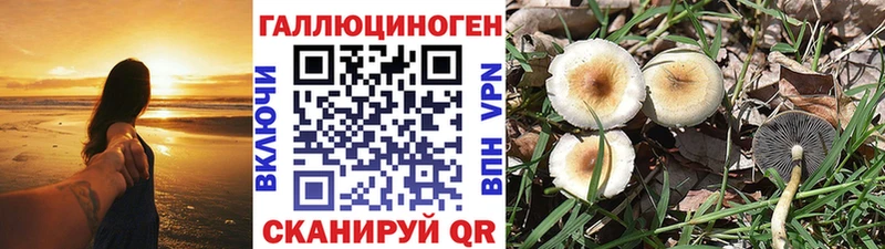 Галлюциногенные грибы Psilocybine cubensis  Беломорск 